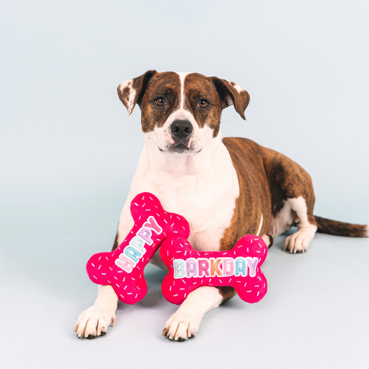 PETSHOP IT'S MY BARKDAY DOG TOY – PetShop by Fringe Studio