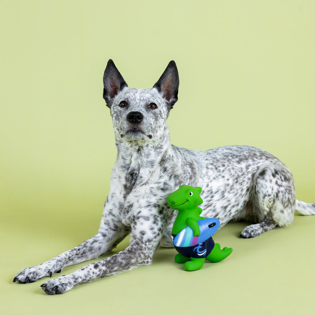 捨七　summer holiday PET Festive TIE-DYE SWIM SUIT Dog XS M L new pet bikini bathing