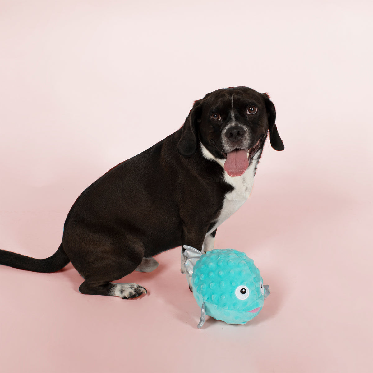 PETSHOP PUFFED UP BUBBLES DOG TOY – PetShop by Fringe Studio