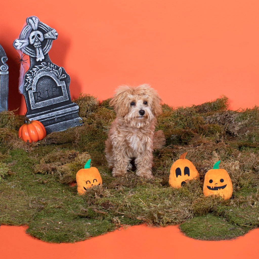 PETSHOP JACK-O-LANTERNS MINI DOG TOYS