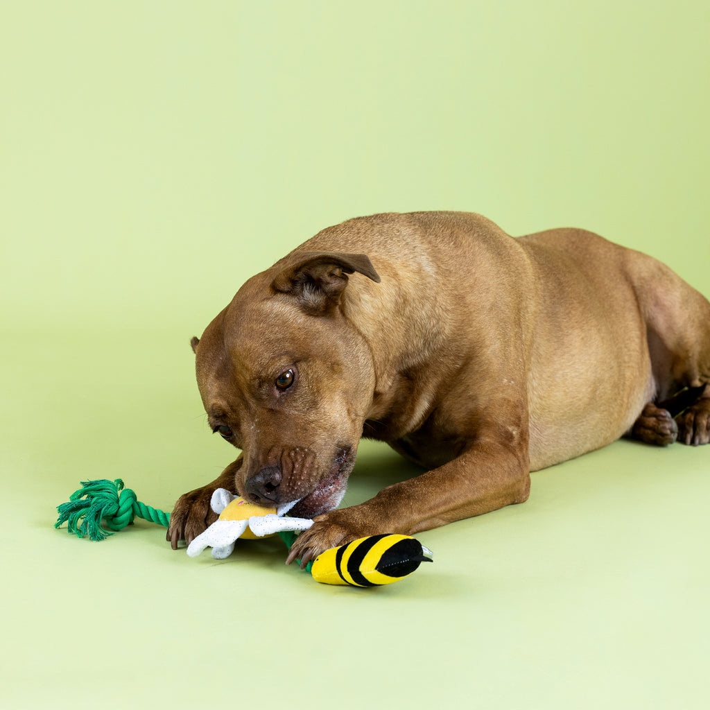 PETSHOP I'M POLLEN FOR YOU ROPE DOG TOY