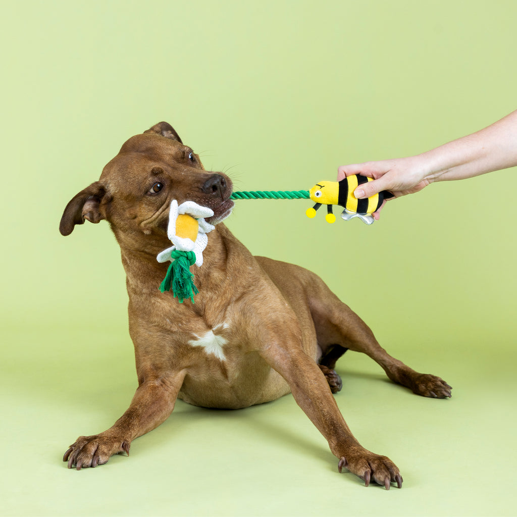 PETSHOP I'M POLLEN FOR YOU ROPE DOG TOY