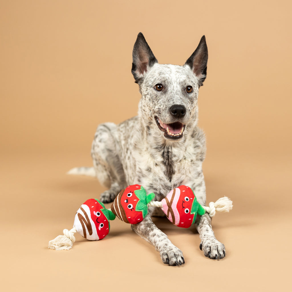 PETSHOP COVERED WITH LOVE ROPE DOG TOY