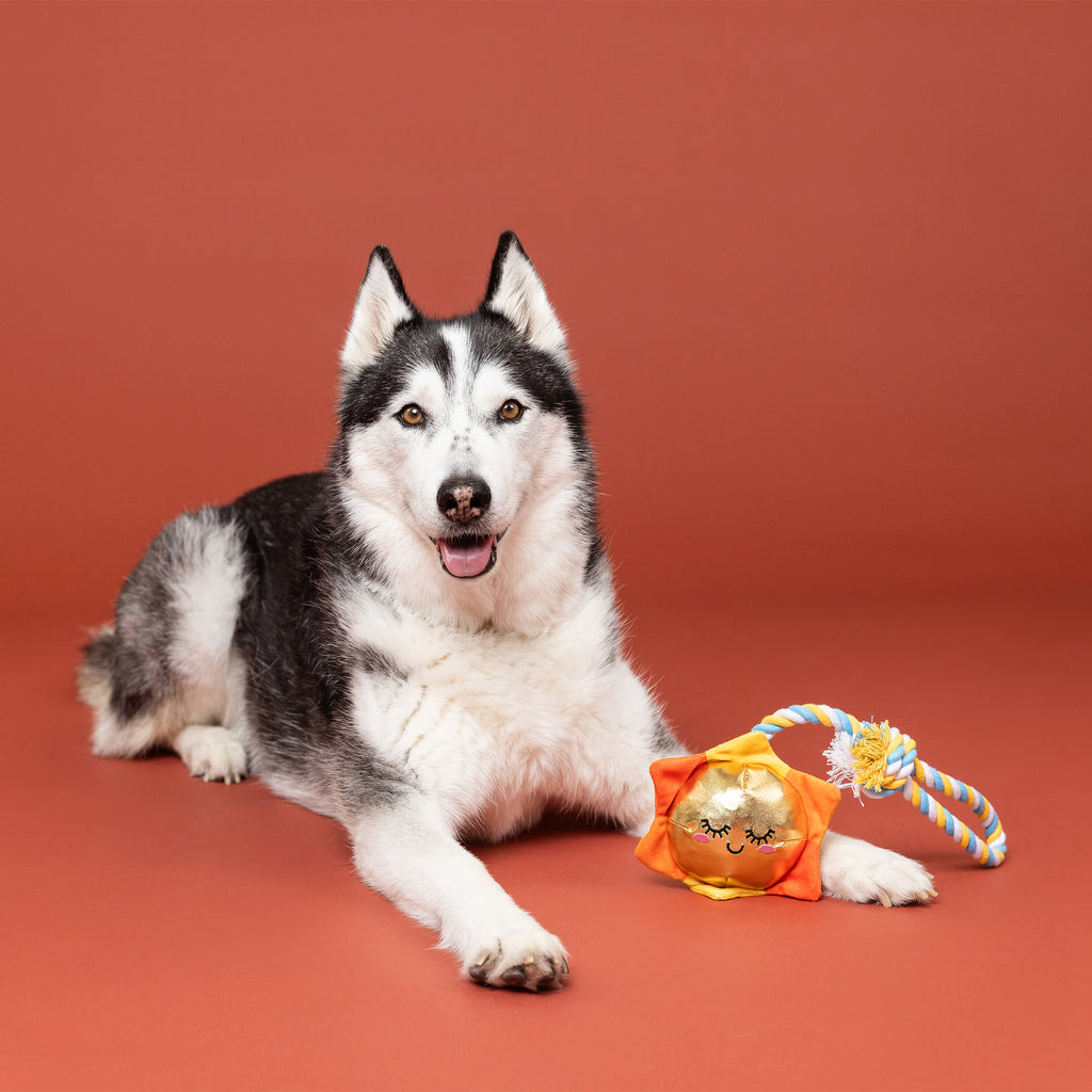 PETSHOP SUN-DAY I'M IN LOVE ROPE DOG TOY