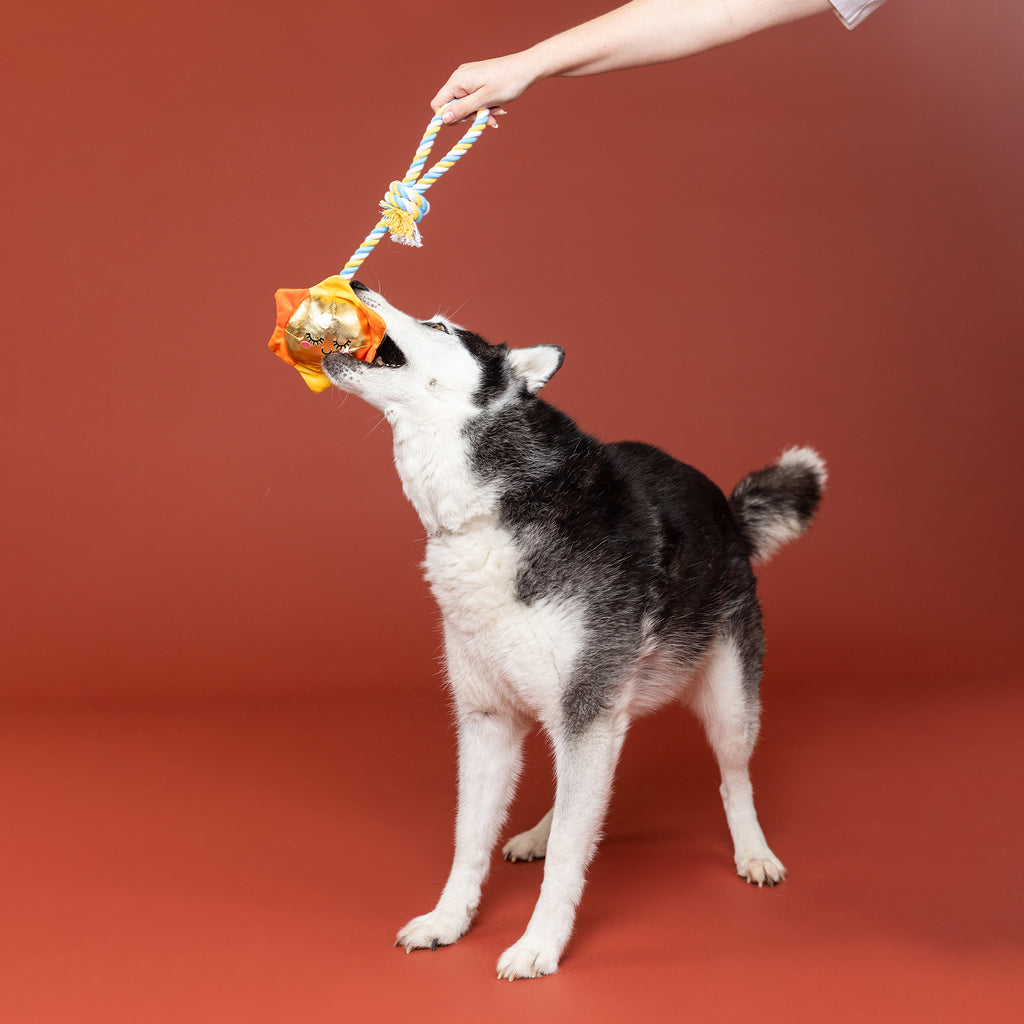 PETSHOP SUN-DAY I'M IN LOVE ROPE DOG TOY