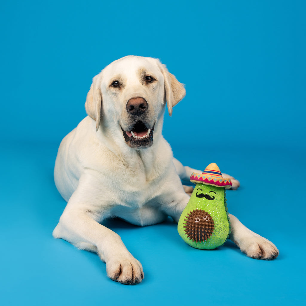 PETSHOP AVO-FIESTA PLUSH/SPIKEY BALL DOG TOY