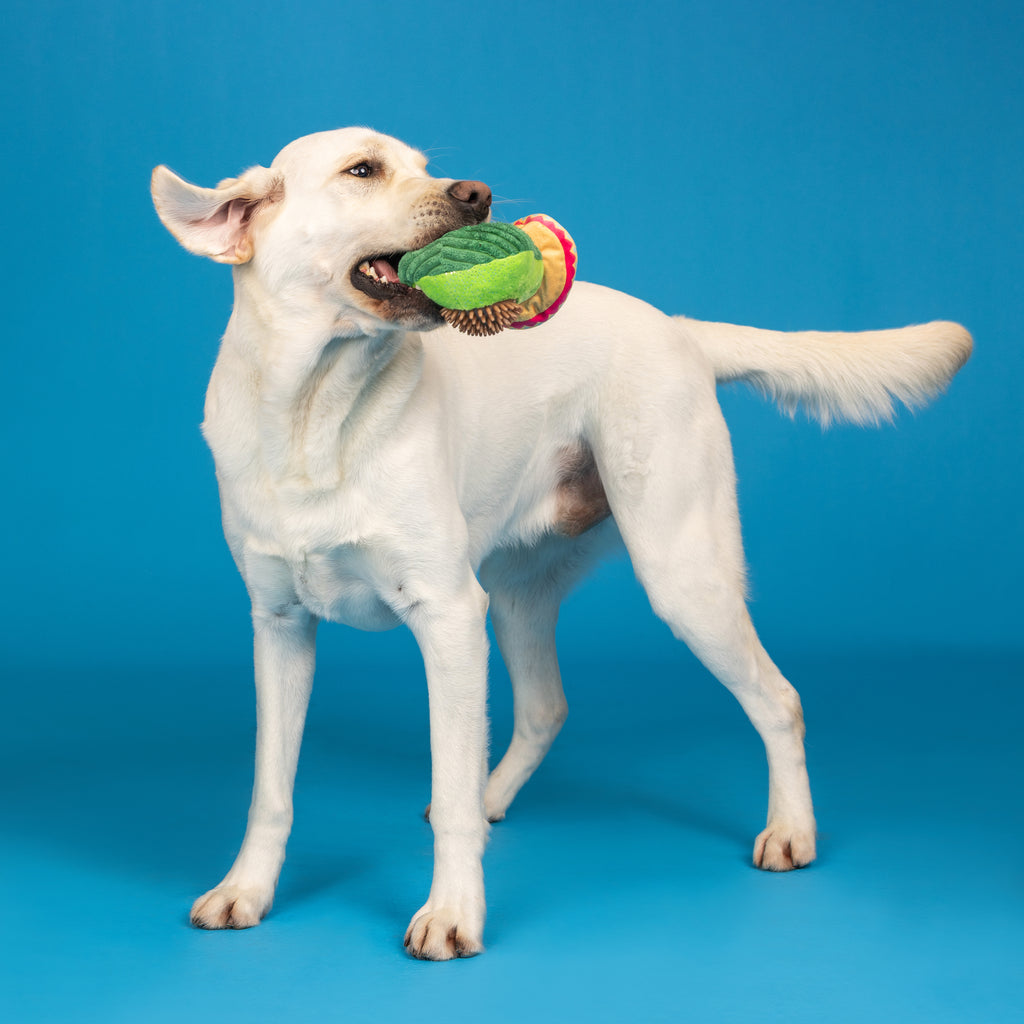PETSHOP AVO-FIESTA PLUSH/SPIKEY BALL DOG TOY
