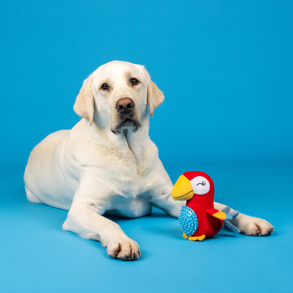PETSHOP PERCHING PERFECTION PLUSH/SPIKEY BALL DOG TOY