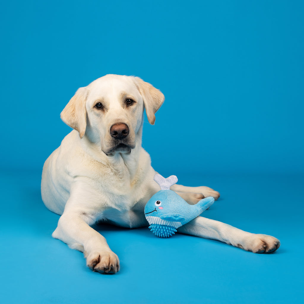 PETSHOP FEELING WHALEY GOOD! PLUSH/SPIKEY DOG TOY