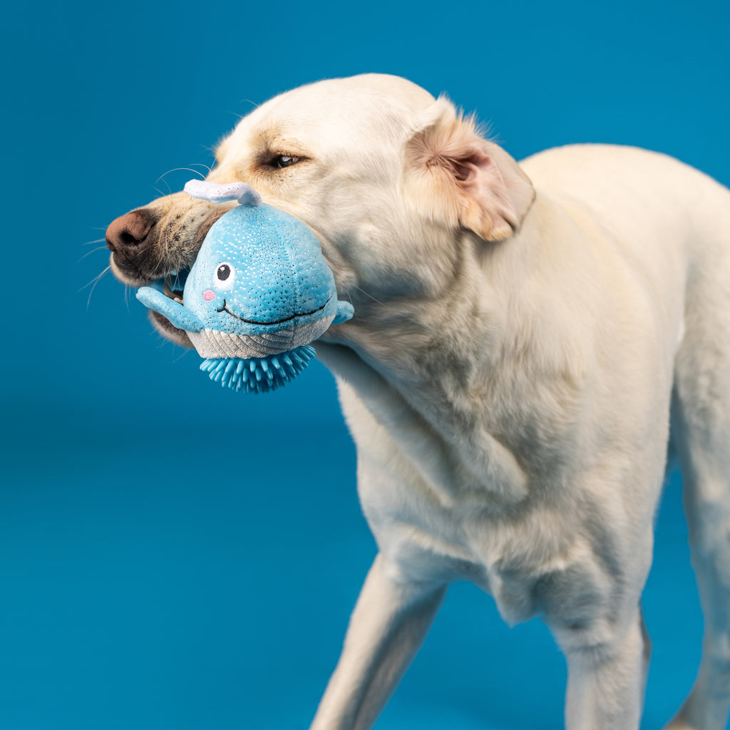 PETSHOP FEELING WHALEY GOOD! PLUSH/SPIKEY DOG TOY