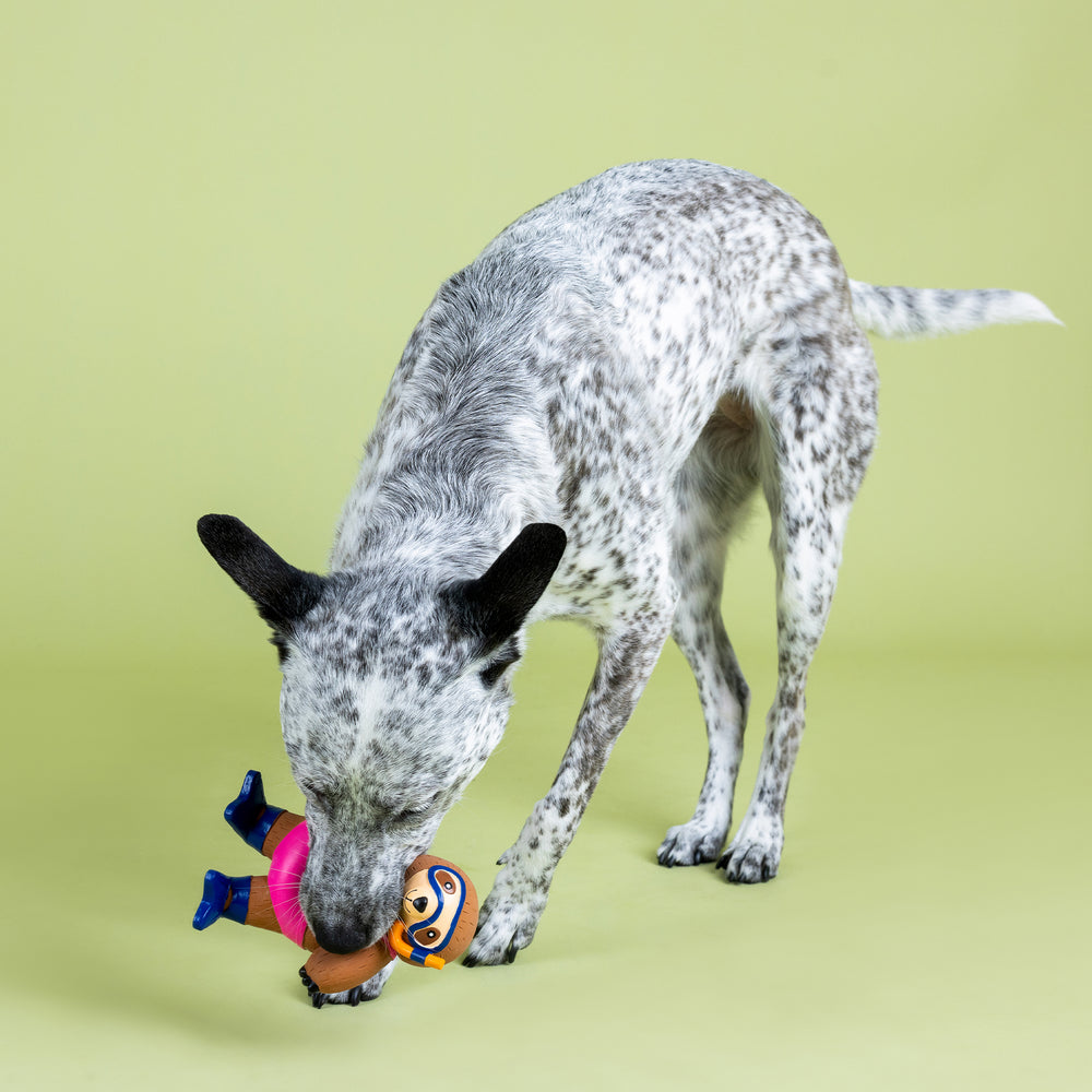 New dog toys 2019 shop