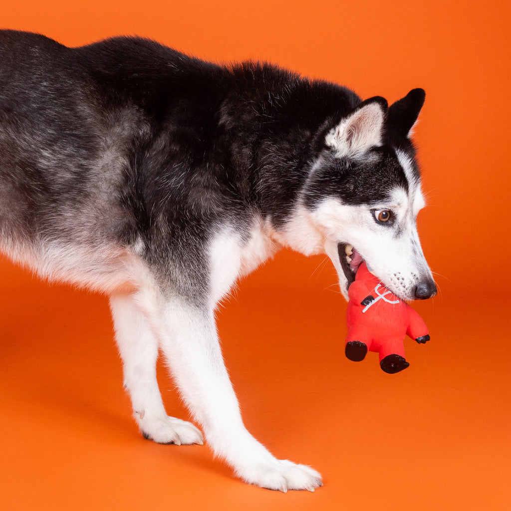 PETSHOP A LITTLE HOTHEADED LATEX DOG TOY