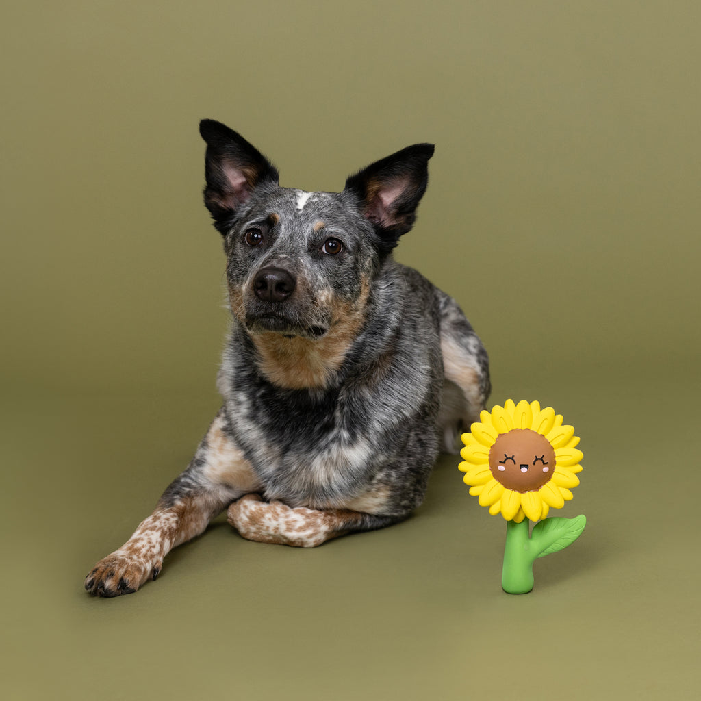 PETSHOP WAY TO GROW! LATEX DOG TOY
