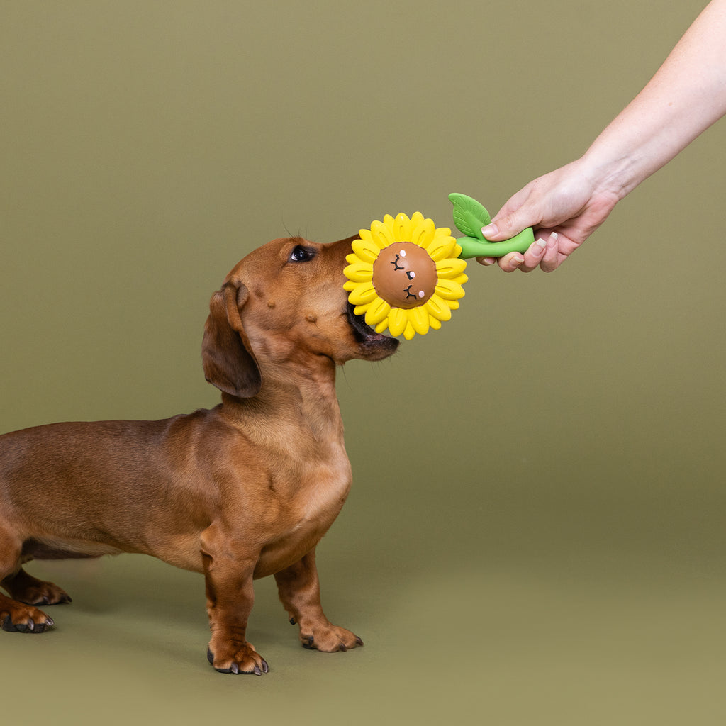 PETSHOP WAY TO GROW! LATEX DOG TOY