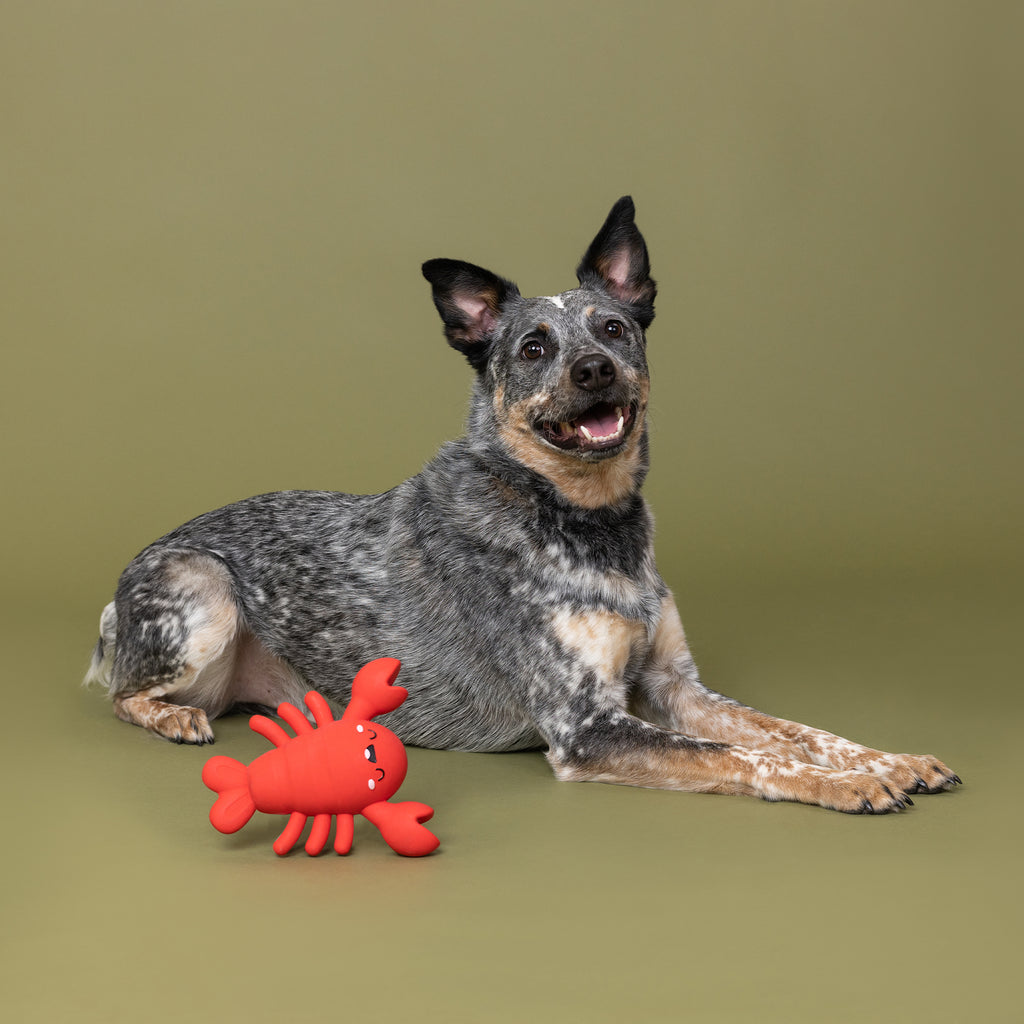 PETSHOP SNAPPY AND HAPPY LATEX DOG TOY