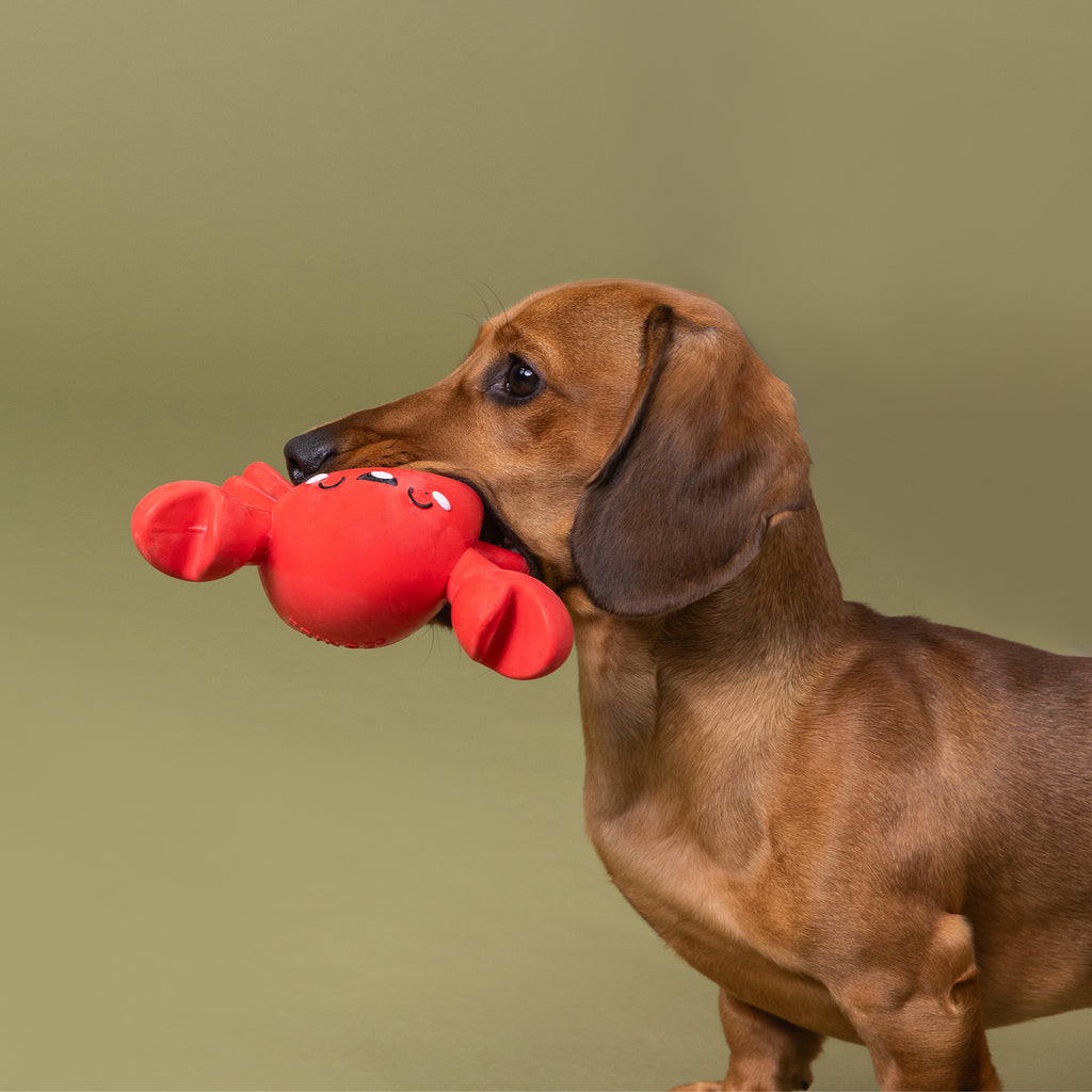 PETSHOP SNAPPY AND HAPPY LATEX DOG TOY