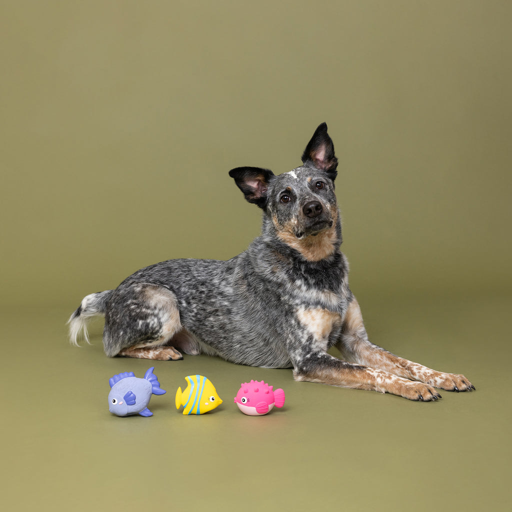 PETSHOP STAY SALTY LATEX DOG TOYS