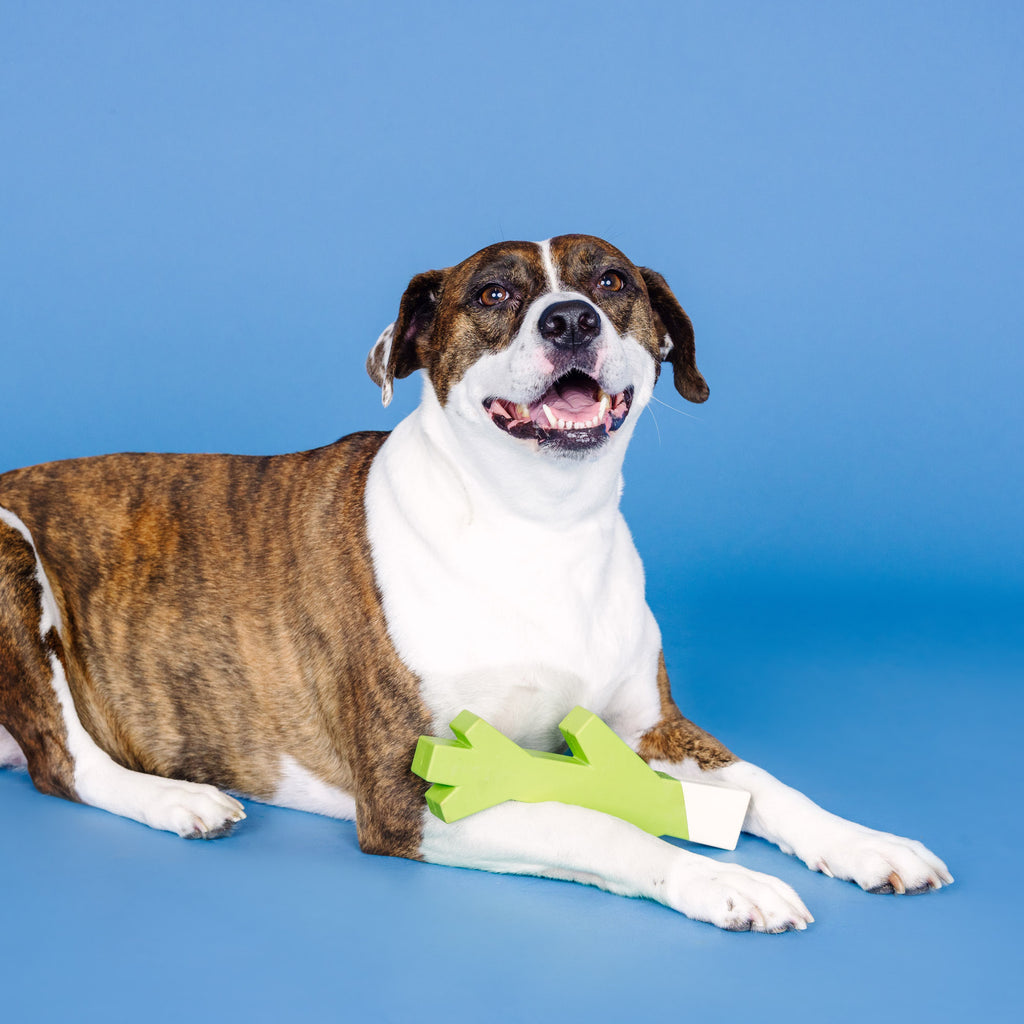 PETSHOP STICK WITH ME LIME/WHITE RUBBER DOG TOY