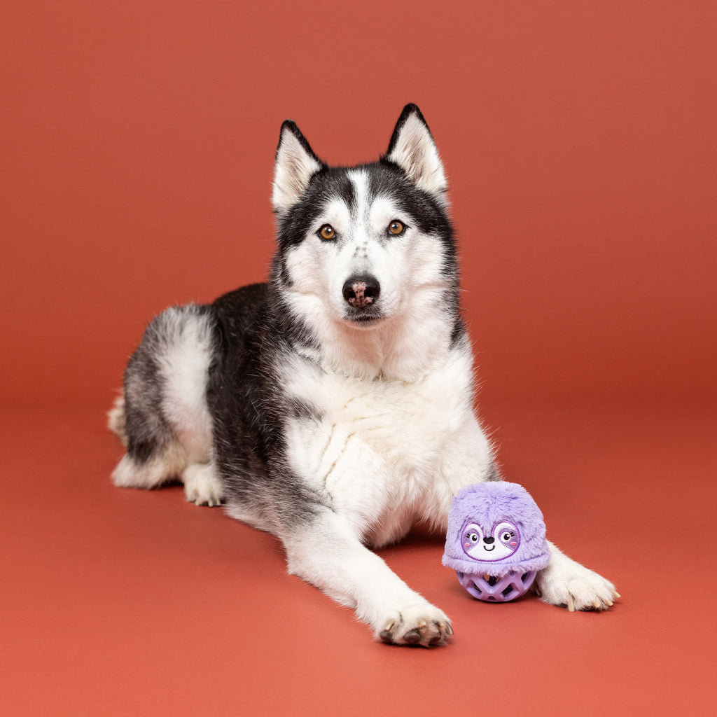 PETSHOP NOT FAST NOT FURIOUS RUBBER/PLUSH DOG TOY