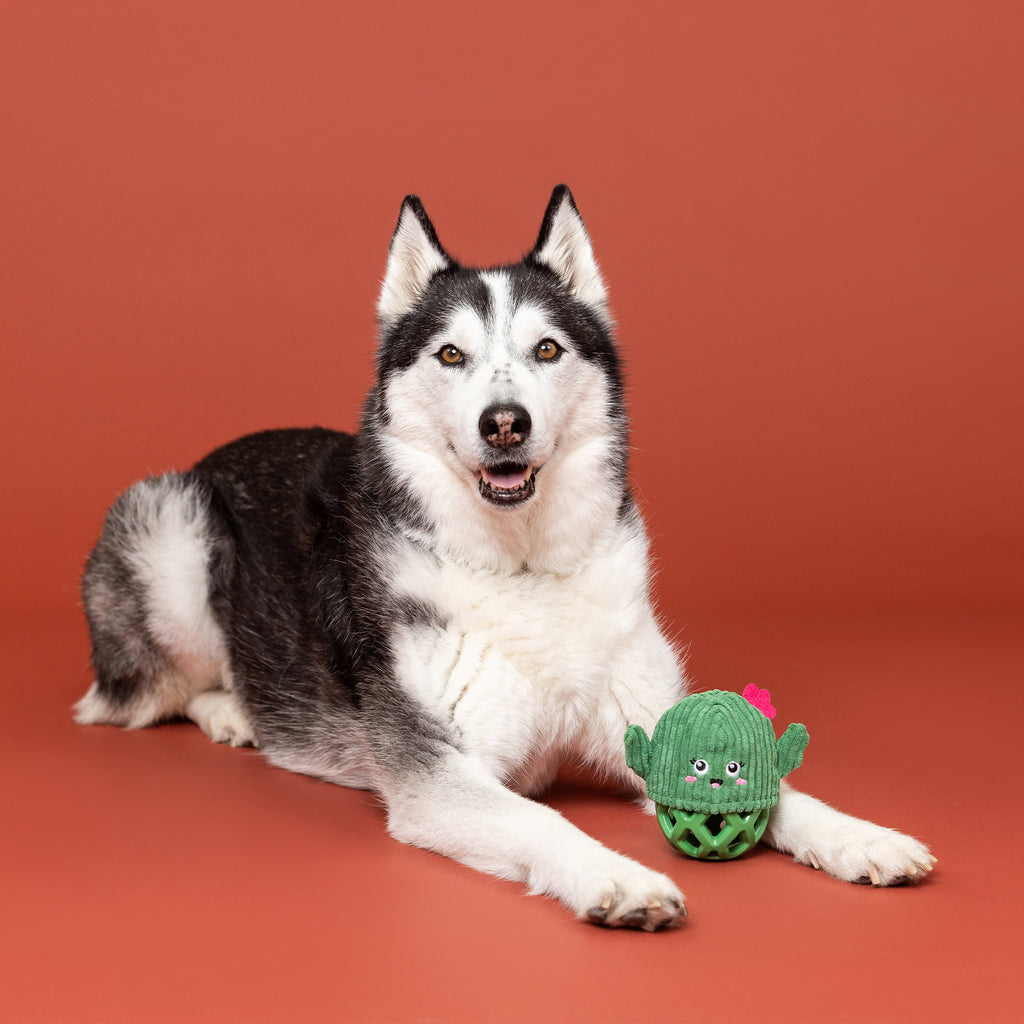 PETSHOP PRICKLY BUT SWEET RUBBER/PLUSH DOG TOY