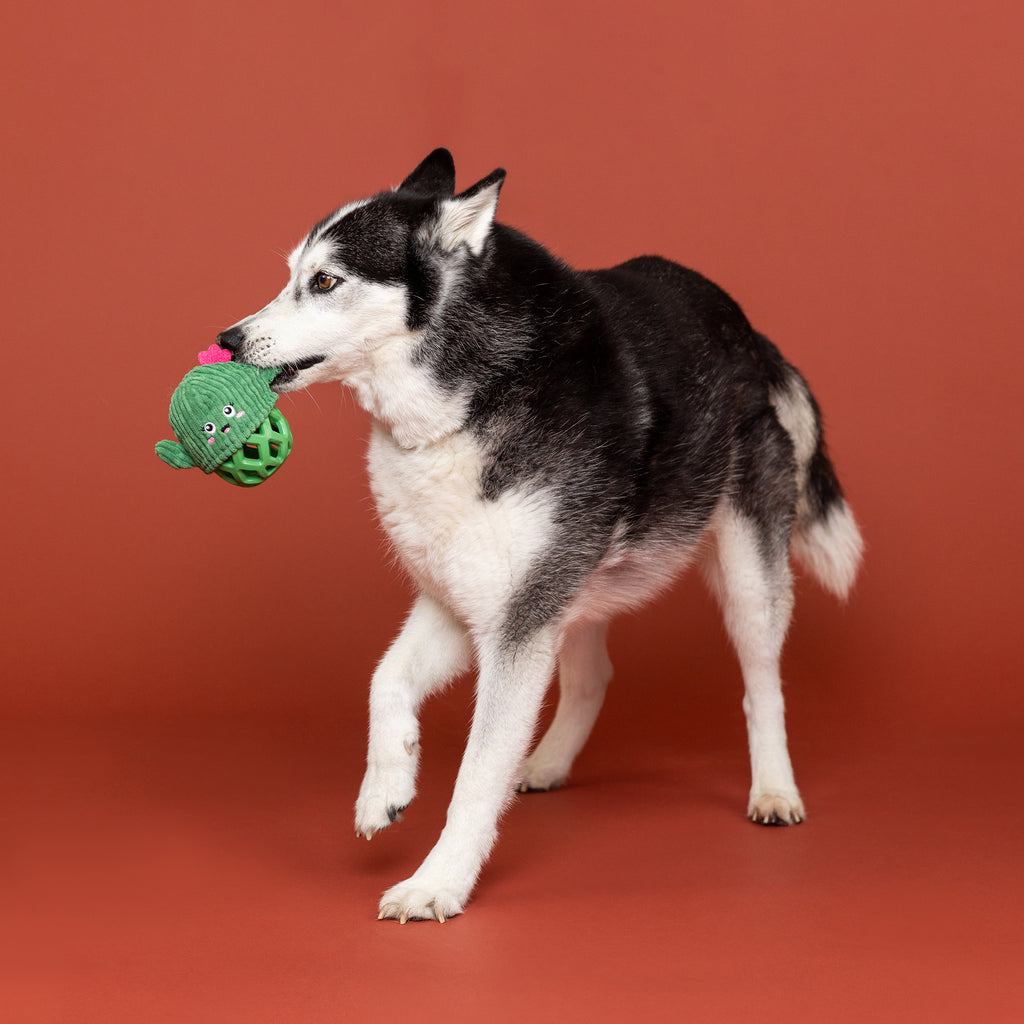 PETSHOP PRICKLY BUT SWEET RUBBER/PLUSH DOG TOY