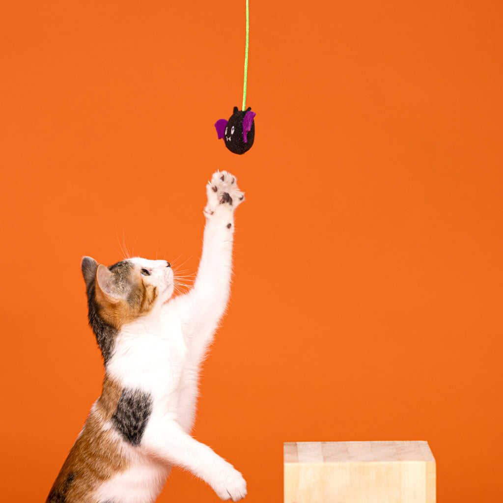 PETSHOP BLIND AND SEEK 6 PIECE MULTIPACK CAT TOY