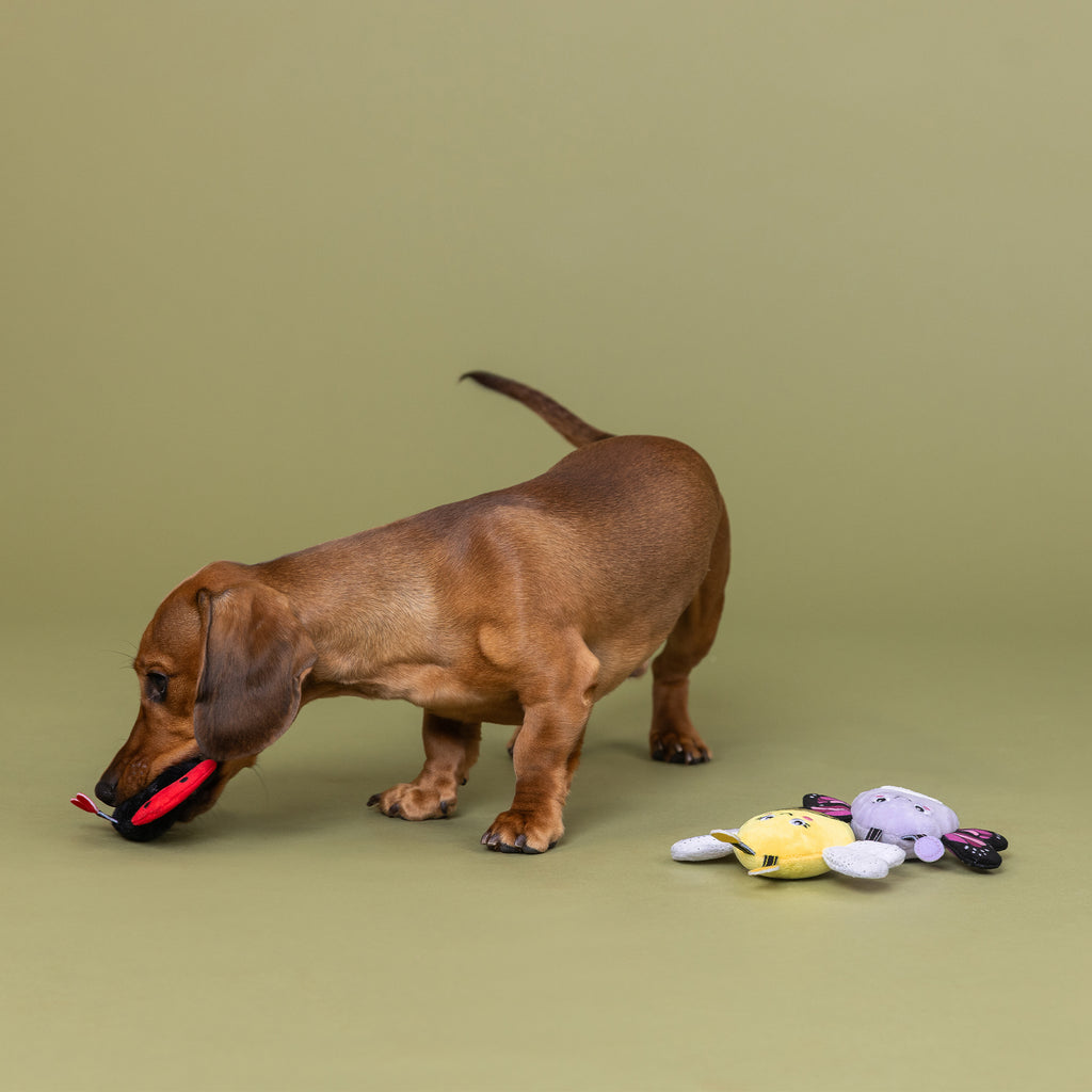 PETSHOP WE'RE SUPER FLY MINI TOYS