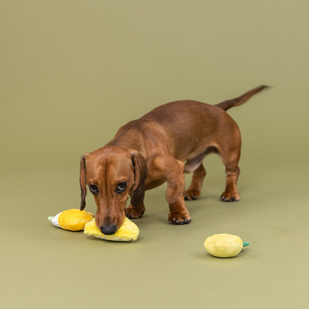PETSHOP SOUR YOU DOING? MINI TOYS