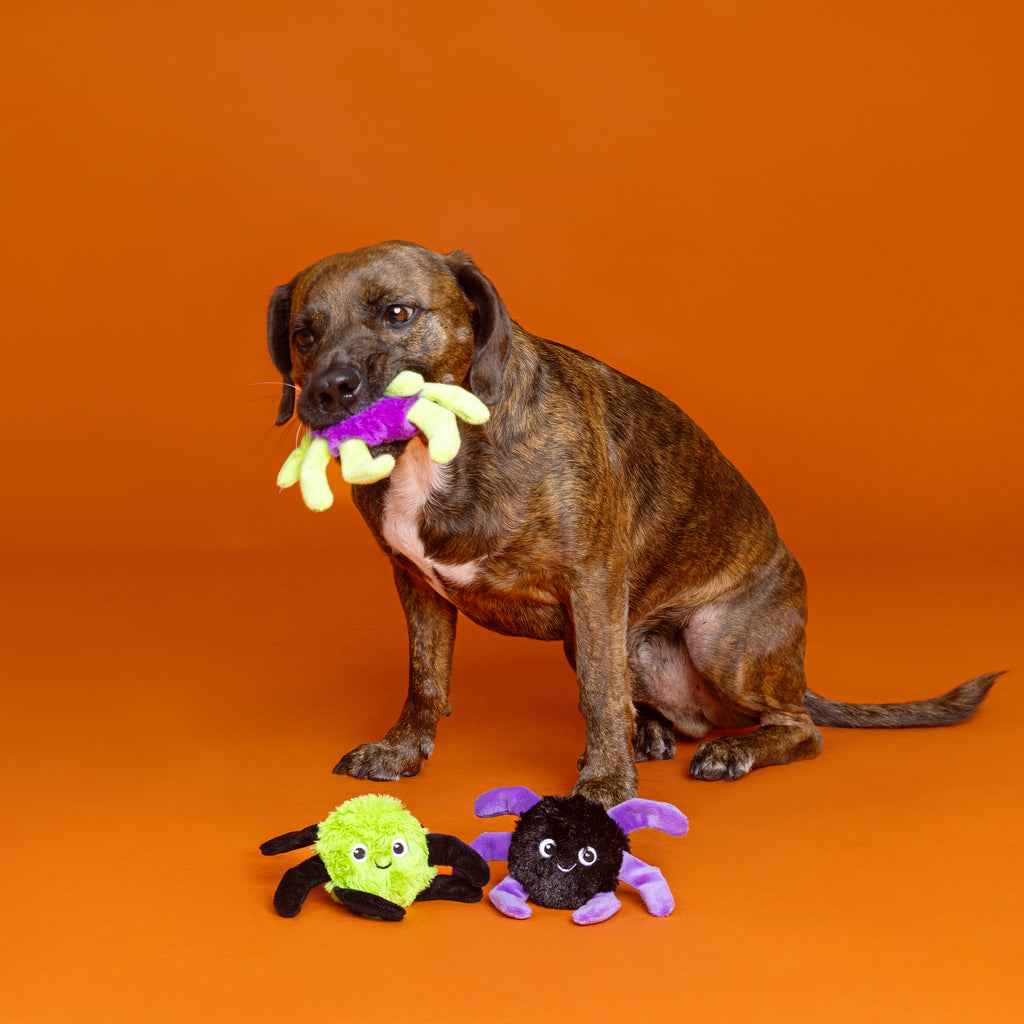 PETSHOP WEBBED IN MISCHIEF MINI DOG TOYS