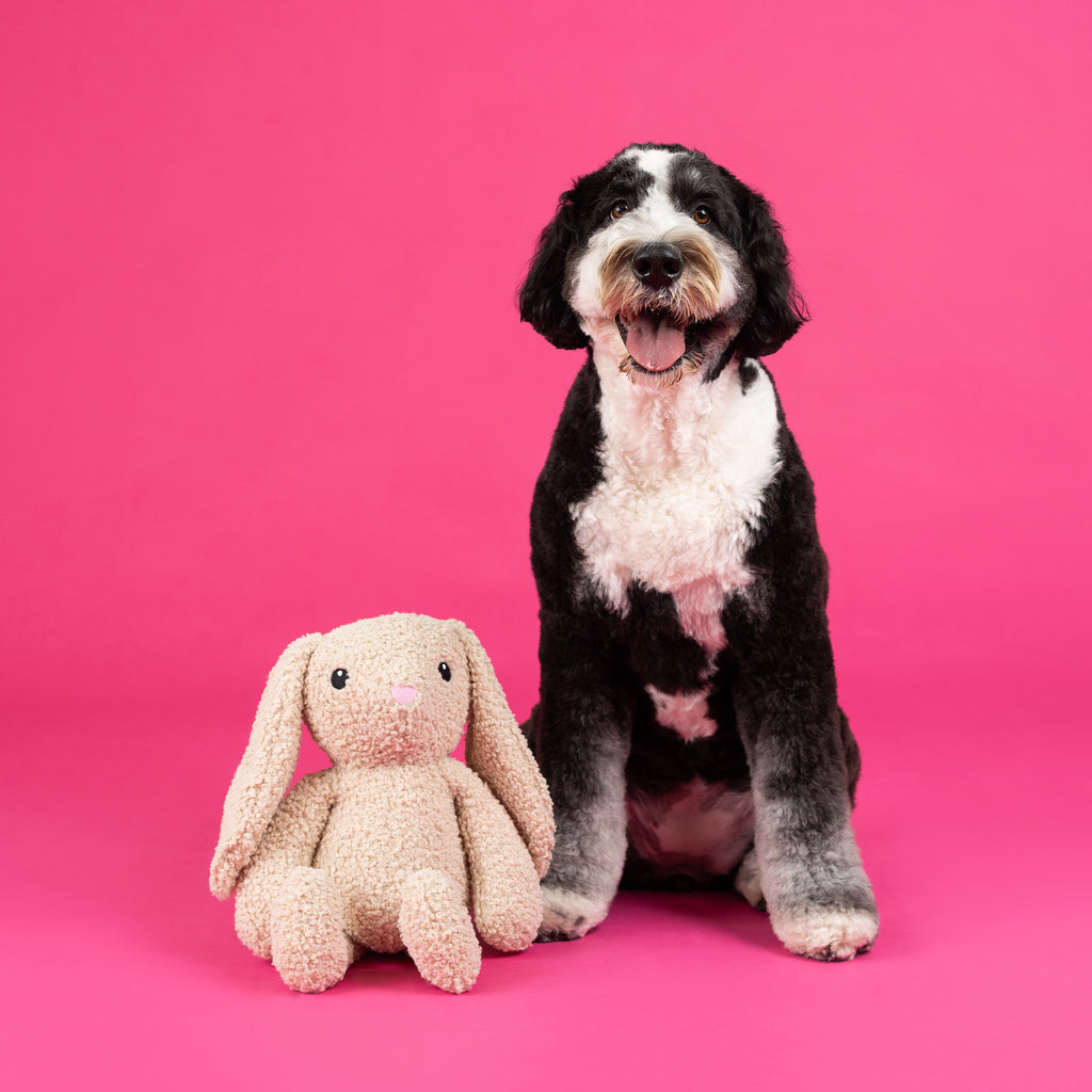 PETSHOP HOPPY TO SEE YOU LARGE DOG TOY