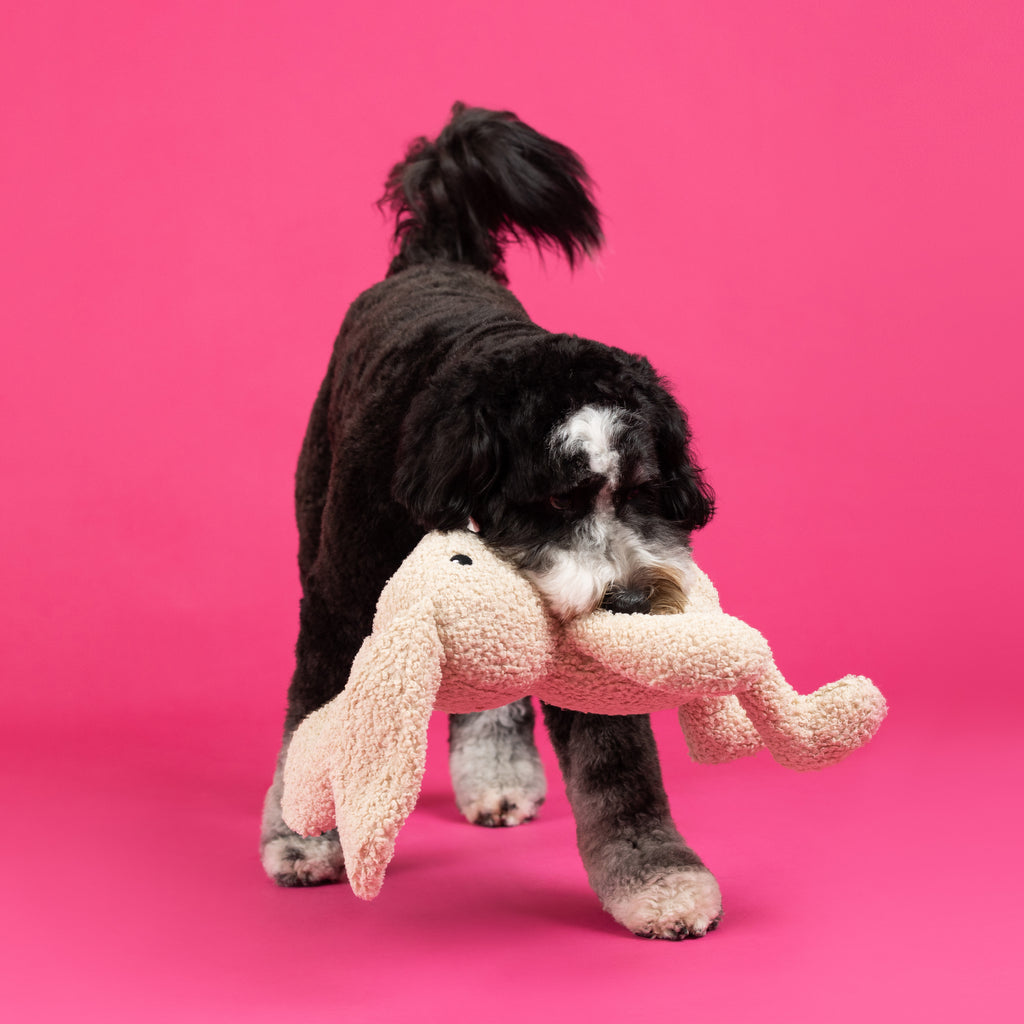 PETSHOP HOPPY TO SEE YOU LARGE DOG TOY