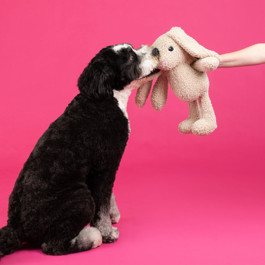 PETSHOP HOPPY TO SEE YOU LARGE DOG TOY