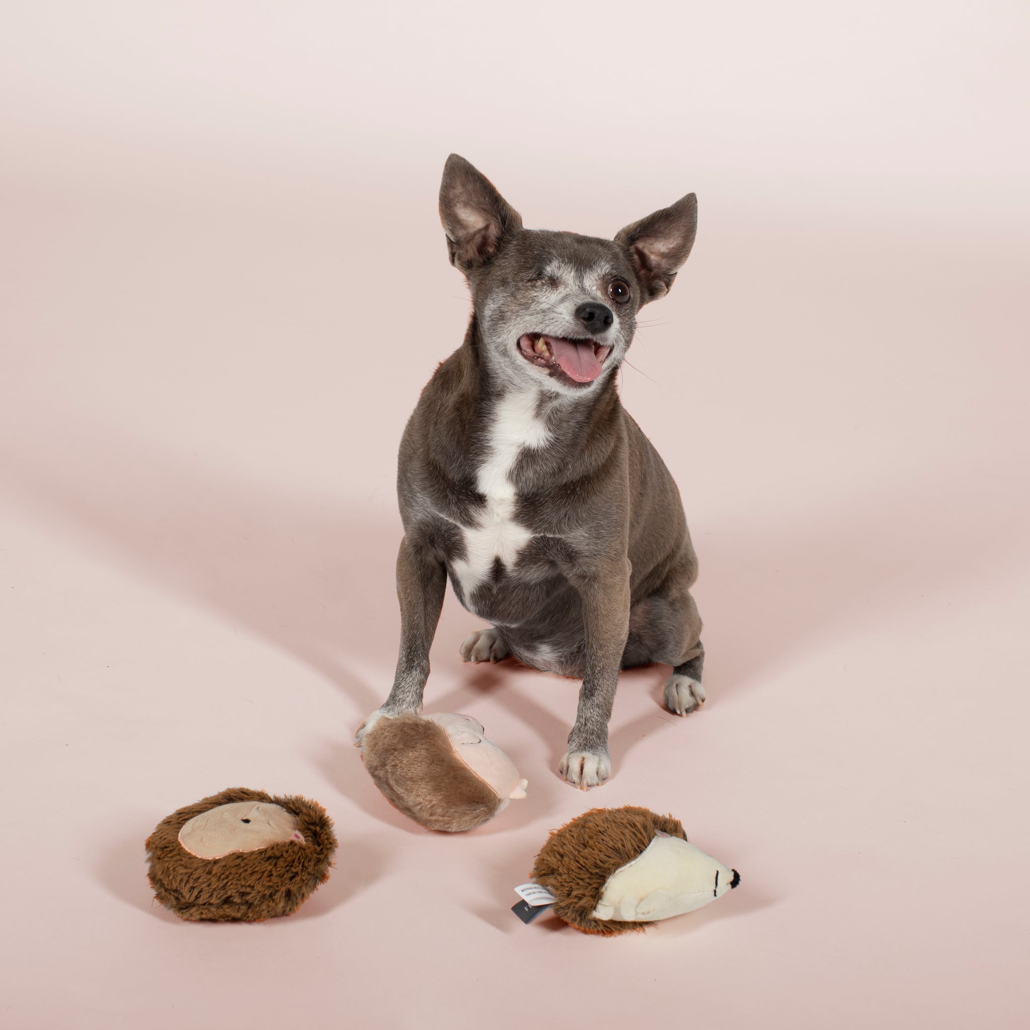 PETSHOP HEDGEHUGS ALL DAY MINI TOYS – PetShop by Fringe Studio