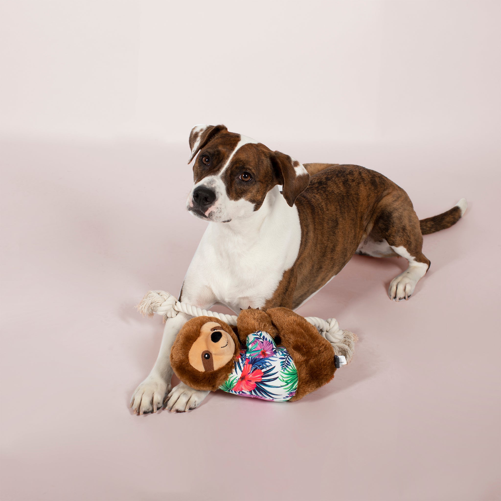 Best place to buy dog toys cheap