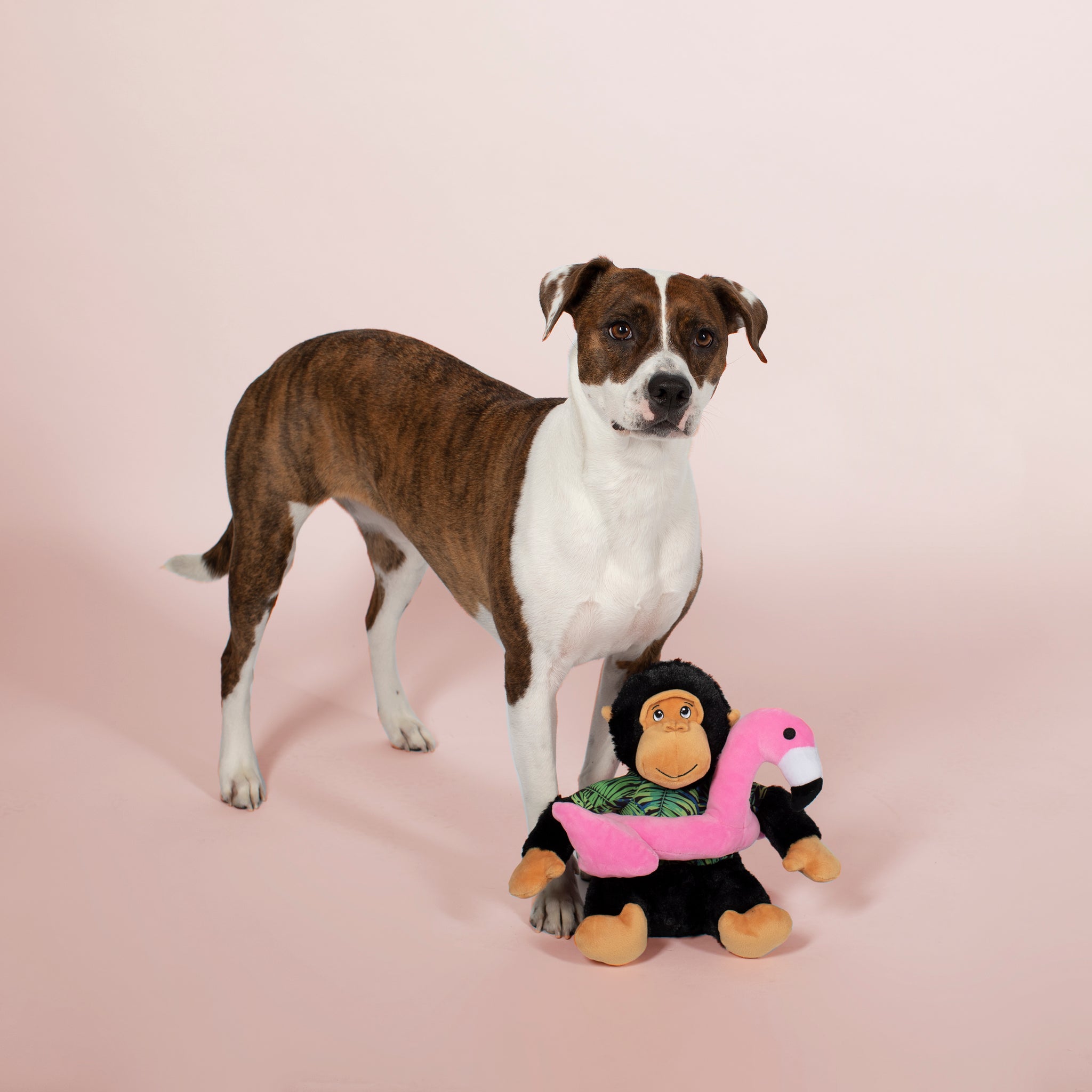 PETSHOP GREGORY THE GORILLA LARGE DOG TOY – PetShop by